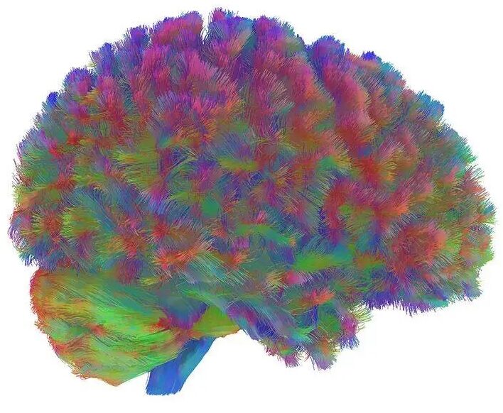 Epoch 3（32-66岁）：高效运转的黄金期