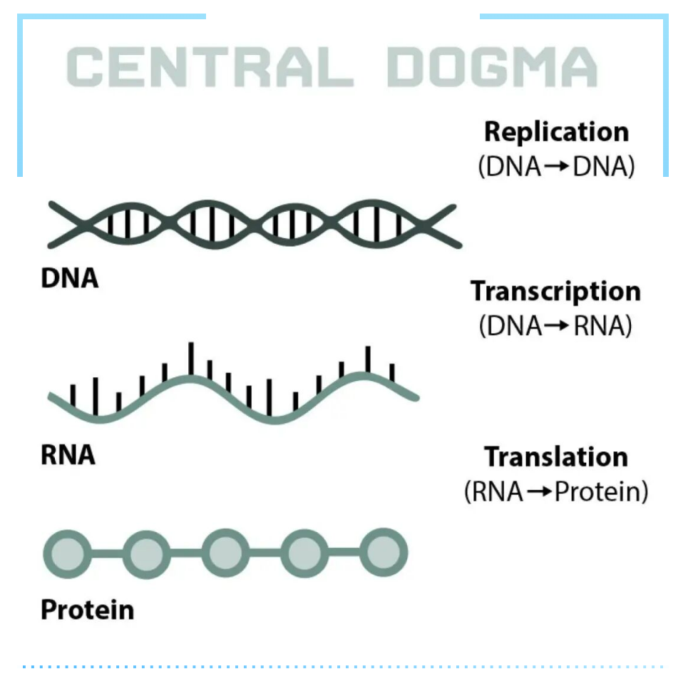 蛋白质DNA研究
